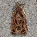 Lacuna Moth