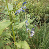 Blue Oregon Iris