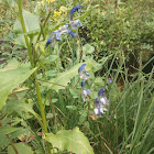 Blue Oregon Iris