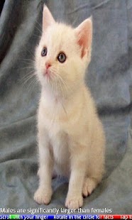 Top 20 Cats and Kittens - náhled