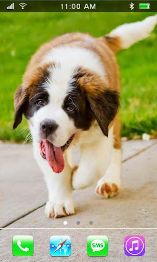 St Bernards Dog live wallpaper