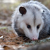 Virginia Opossum