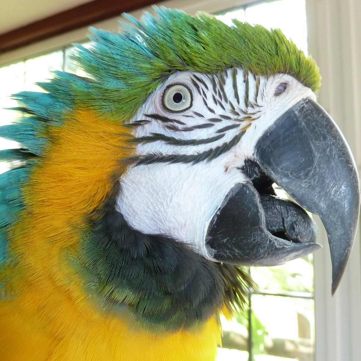 Blue & Yellow Macaw