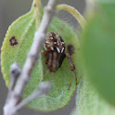 Labyrinth Orbweaver