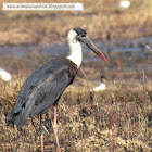 Wooly necked or White necked Stork