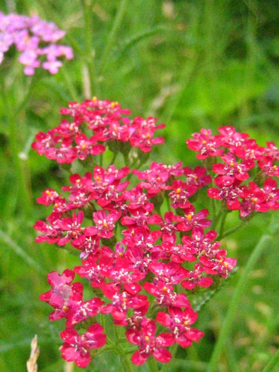 Yarrow