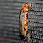 Brown Leatherwing Beetle