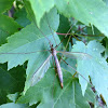 Crane Fly