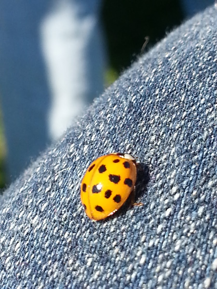 18 Spotted lady bug