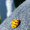 18 Spotted lady bug