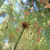 Papyrus plant (Cyperus papyrus)