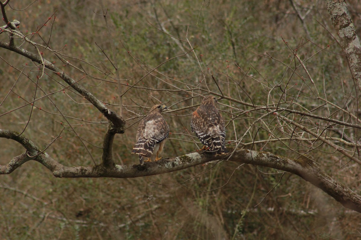 Red-shouldered Hawk