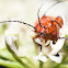 Red Soldier Beetle