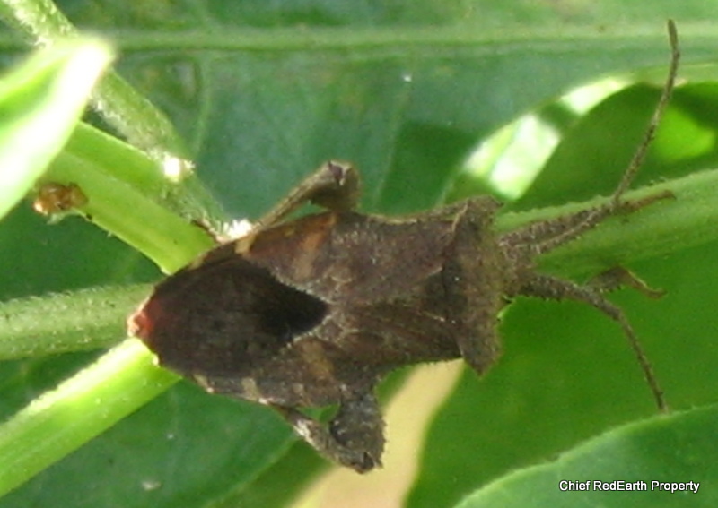 Leaf-footed Bug.