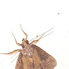 Green Cloverworm Moth