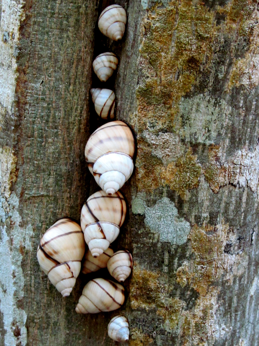 Banded Tree Snail