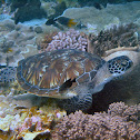 Green Sea Turtle