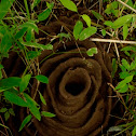 Harvester Ants Nest