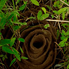 Harvester Ants Nest