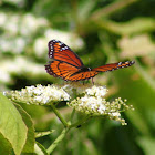 Florida Viceroy Butterfly