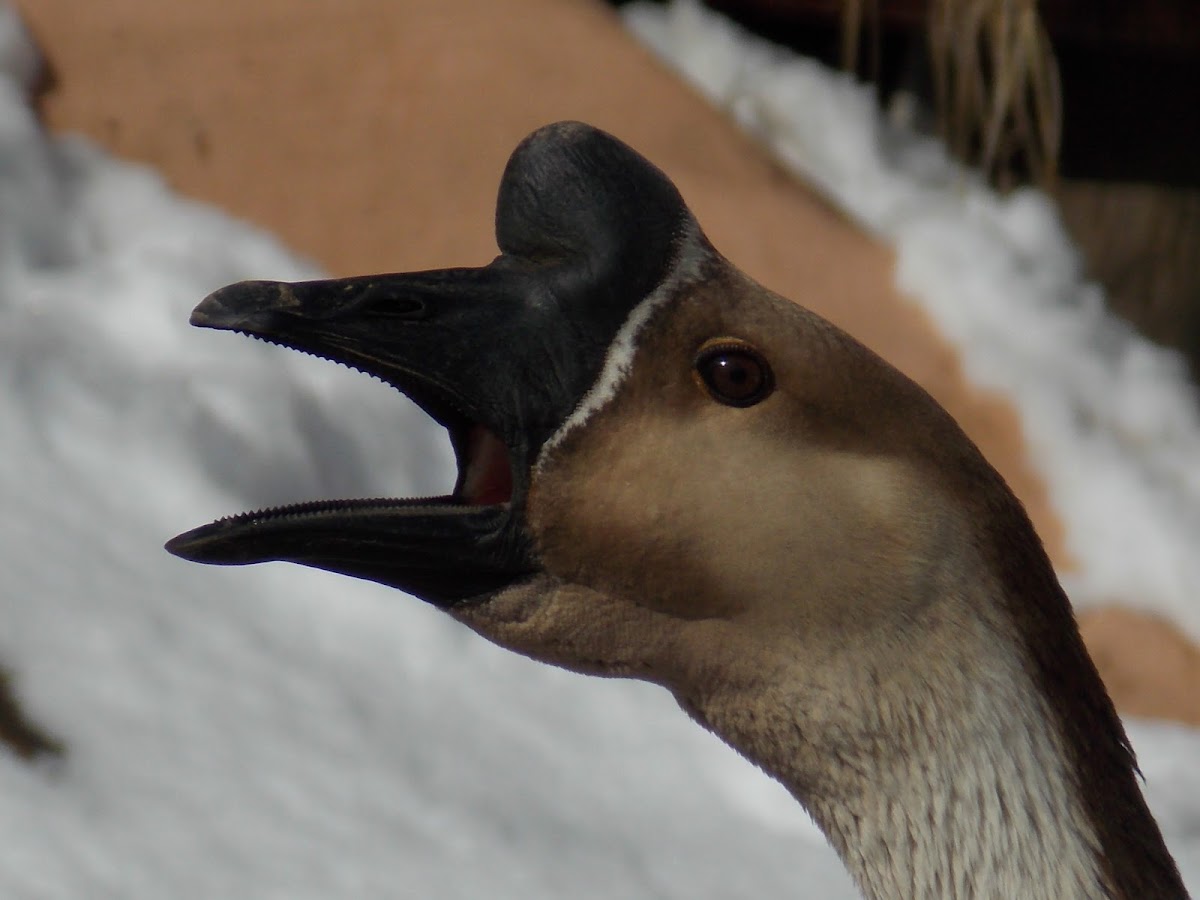 African Goose - ♂