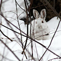 Snowshoe hare (Lièvre d'Amérique)