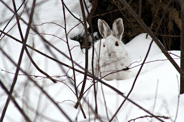 Snowshoe Hare (Lièvre D'Amérique) | Project Noah