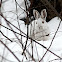 Snowshoe hare (Lièvre d'Amérique)