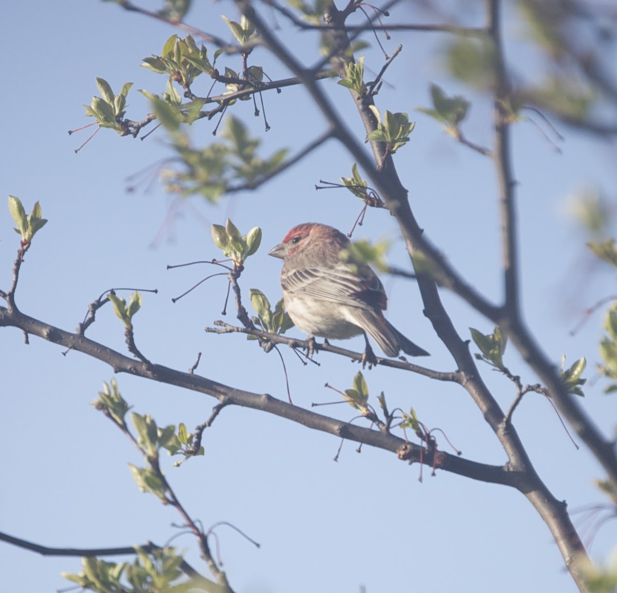 House Finch