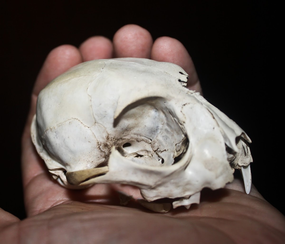 Bobcat (skull)