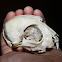 Bobcat (skull)