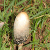 Coprinus sp.