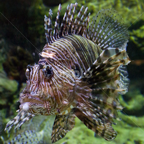 by Melissa Mooney - Animals Fish