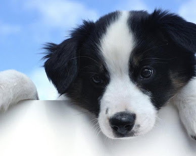 边境牧羊犬壁纸(圖6)-速報App
