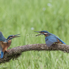 Shout by Federico Lenzi - Animals Birds