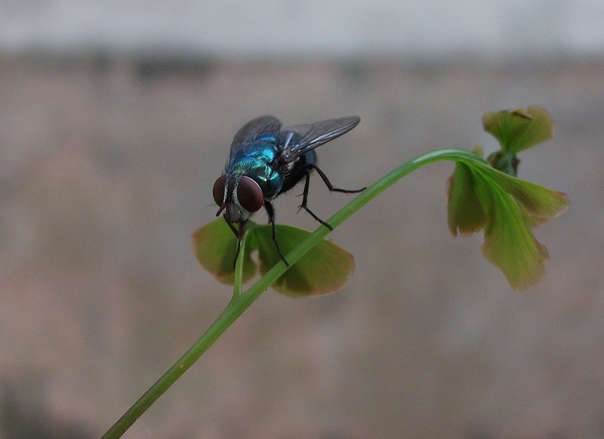 Lalat hijau (greenbottle fly)