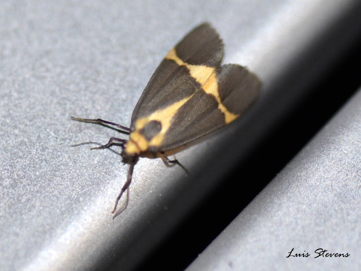 Thin-banded Lichen Moth
