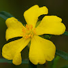 Prickly Guinea Flower