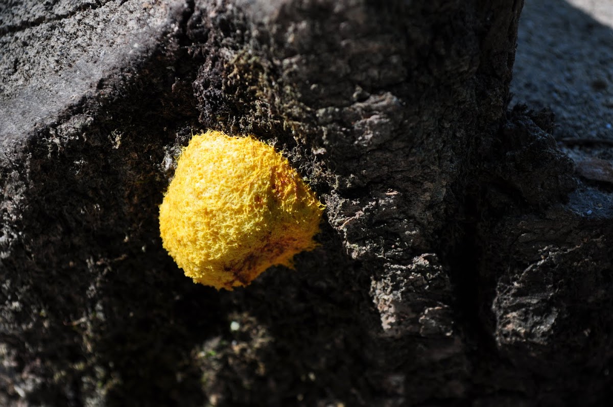 Dog Vomit Slime Mold Project Noah
