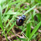 Dung Beetle - Escarabajo Pelotero