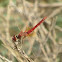 Red-veined darter