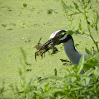 Yellow Crowned Night Heron