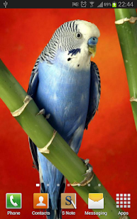 Amazing Parrots Wallpapers(圖4)-速報App