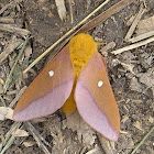 Orange Tipped Oakworm Moth