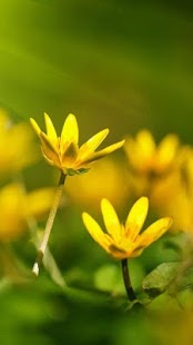 Flowers Wallpapers Screenshots 1