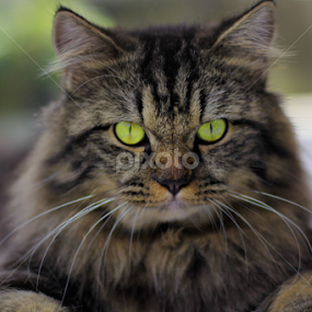 Look at me by Isnaini Ma'ruf - Animals - Cats Portraits