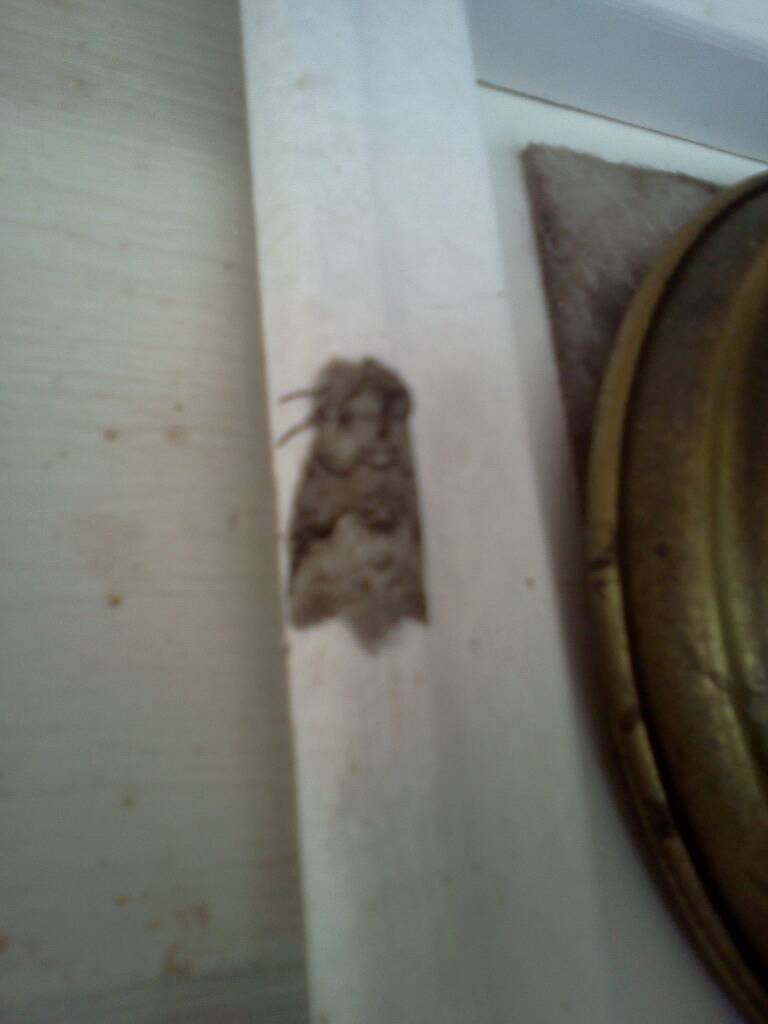 Gray Dagger Moth