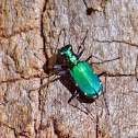 Six-Spotted Tiger Beetle 