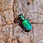 Six-Spotted Tiger Beetle 