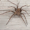 Striped fishing spider